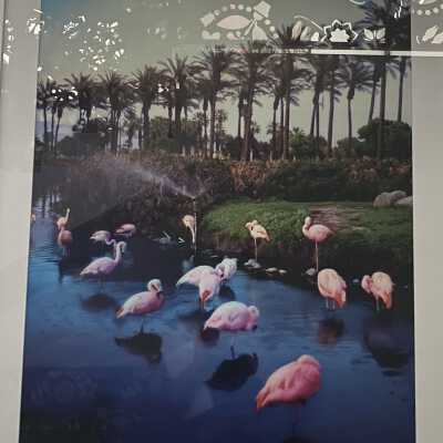 FLAMINGOS