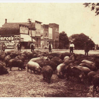 Men Bringing Hogs to Market