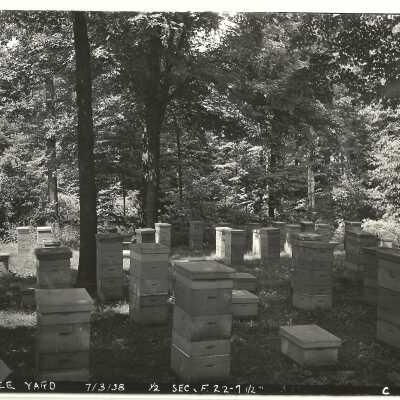 Hives and Trees at Valparaiso Bee Yard
