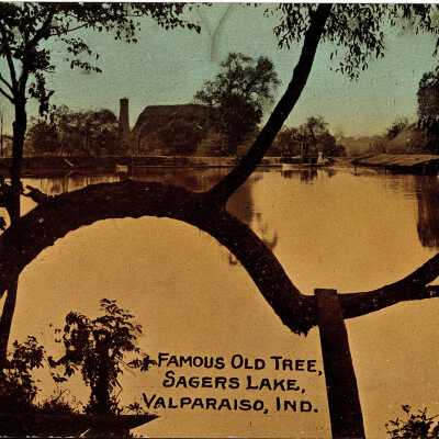 Famous Old Tree at Sager's Lake, Postcard