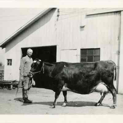 A Man with a Cow in front of a Barn part of the Wheeler farm