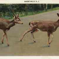          Deer in Short Hills, 1955 picture number 1
   