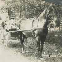 Marshall-Schmidt Album: Woman Driving Horse & Carriage