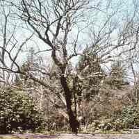 Tree: Camel Humpback Oak on Minnisink Road, 1976