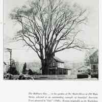          Hackelton Elm at 298 Main Street, home of Mark Oliver, 1946
   