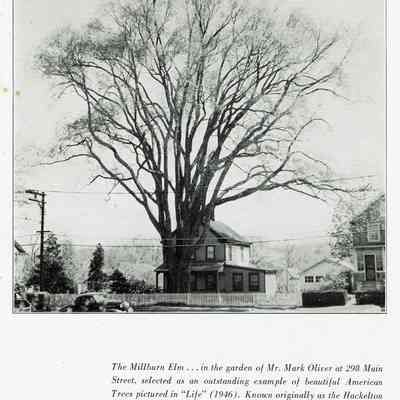 Hackelton Elm at 298 Main Street, home of Mark Oliver, 1946