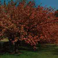 Taylor Park: Cherry Blossom Trees in Bloom