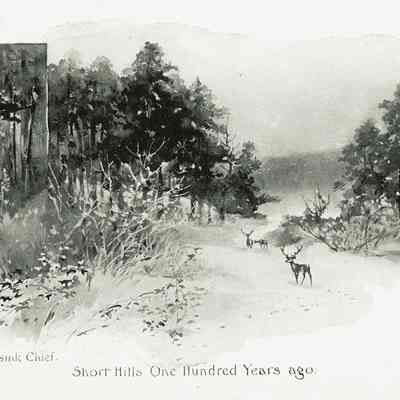 Plate 5