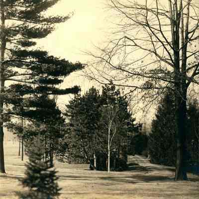 Hartshorn Photo Album Short Hills: Trees and Dirt Road