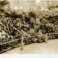 Pitcher and Manda Orchid Display International Flower Show, New York, 1911.