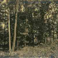 Hartshorn Album 3: Wooded Landscape in Short Hills