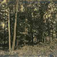          Hartshorn Album 3: Wooded Landscape in Short Hills picture number 1
   