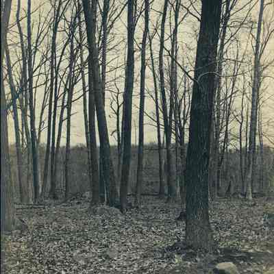 Hartshorn Photo Album 2: In the Brick Yard Woods