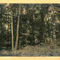          Hartshorn Album 3: Wooded Landscape in Short Hills picture number 2
   