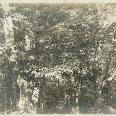 Hartshorn: Shackelton Photograph of Trees on Hartshorn Estate
