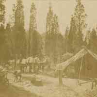 Bosworth: Camping photographs