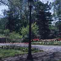 Taylor Park: Tulips in Taylor Park