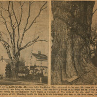          Main Street: Hackleton Elm at 298 Main Street, 1964 picture number 2
   