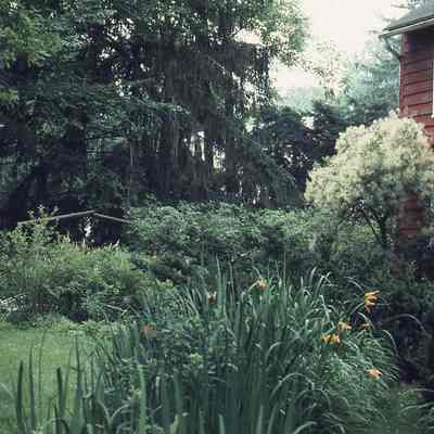 Later Tighe Addition and Garden