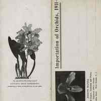          Pitcher & Manda: Importation of Orchids, 1911 picture number 1
   