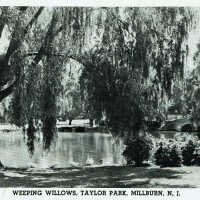 Taylor Park: Weeping Willows Postcard