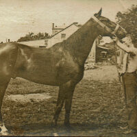 Marshall-Schmidt Album: Man Standing Outside Holding Horse