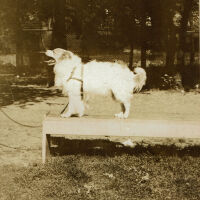 Taylor Park: Playground Pet Show, 1930