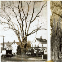 Main Street: Hackleton Elm at 298 Main Street, 1964