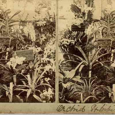 Pitcher and Manda: Columbian Exposition Stereoview Photographs, 1893