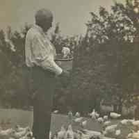          Inscription: Feeding time-this shows the chickens up and they always fly up to get some feed.
   