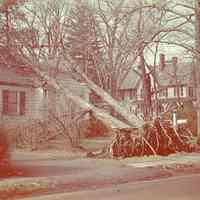          Hurricane: Aftermath, November 24, 1950 picture number 4
   