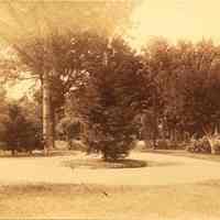 Hartshorn Album 3: Tree in Short HIlls Park Area