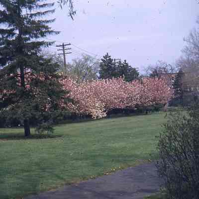 Trees Along Main Street Looking North