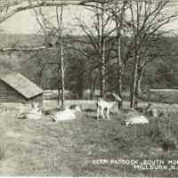 South Mountain Reservation: Deer Paddock