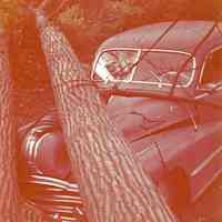          Hurricane: Aftermath, November 24, 1950 picture number 6
   