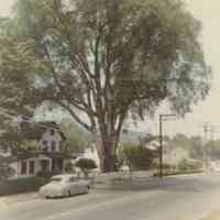 Main Street: Giant Elm in front of 298 Main Street