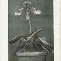          Pitcher & Manda: Catalog of Orchids no. 1 picture number 2
   