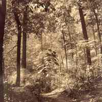 Arboretum: Arboretum Trail by Cora Hartshorn