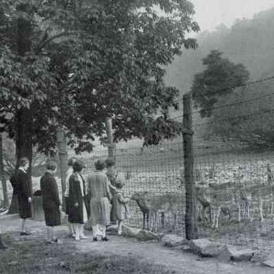 Deer Paddock at South Mountain Reservation, 1928