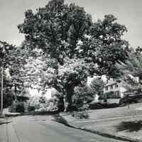 White Oak Tree, Great Oak Drive, c. 1956