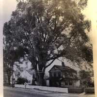          Life Magazine, September 11, 1944-Photo of Cannon Ball Elm Tree, Millburn picture number 2
   