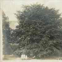 Hartshorn: Shackleton Photograph of Copper Beech Tree with May Collins, Kathleen and Louis Caparn on Hartshorn Estate