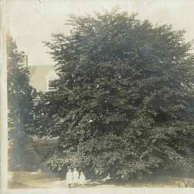 Hartshorn: Shackleton Photograph of Copper Beech Tree with May Collins, Kathleen and Louis Caparn on Hartshorn Estate