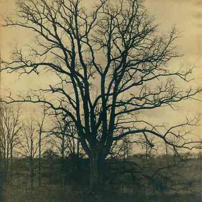 Hartshorn Photo Album 2: Tree