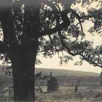 Hartshorn: Cora Hartshorn Photographs of large tree near South Mountain Reservation