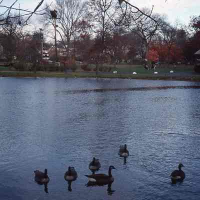 Taylor Park Recreation Building and Pond with Ducks taken by Owen Lampe in November 1993.