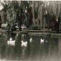 Taylor Park: Photographs of Taylor Park from the Mangold Collection
