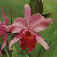          Mall at Short Hills: Orchid Show, 1970 picture number 1
   
