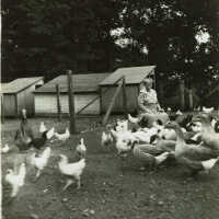 Hartshorn: Joanna Randall Hartshorn with Chickens