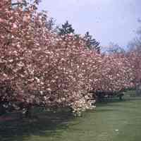 Taylor Park: Cherry Blossoms In Bloom